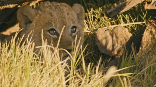 2) Big Cats 24⧸7 S01E05.mkv snapshot 13.26.400