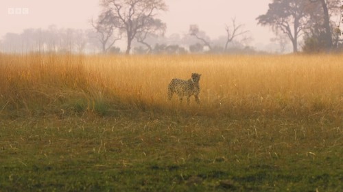 7) Big Cats 24⧸7 S01E06.mkv snapshot 39.48.480