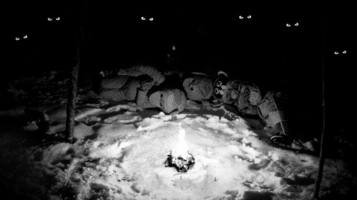 hundreds of beavers 12