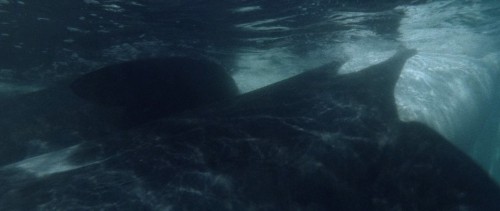 orca 1