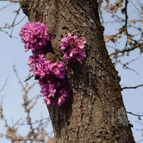 Duval Timothy Meeting with a Judas Tree