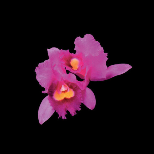 Opeth Orchid